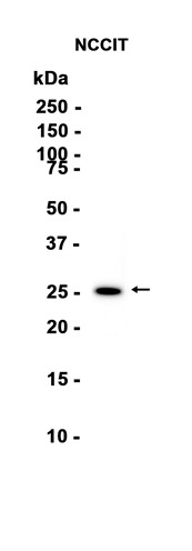 AYD14589