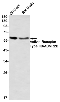 AYD12436