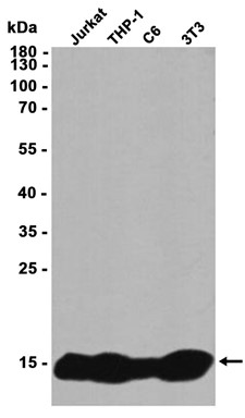 AYD13191