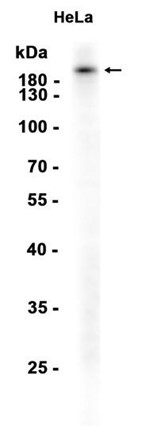 AYD12843