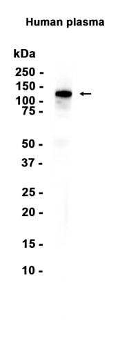 AYD12936