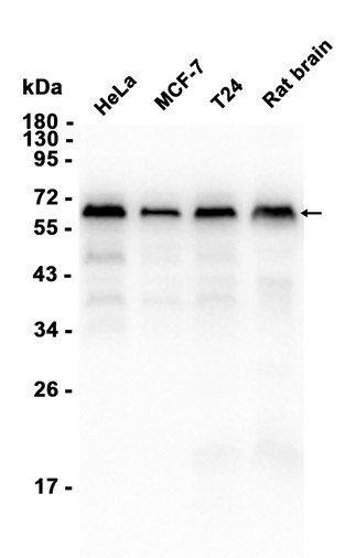 AYD11146