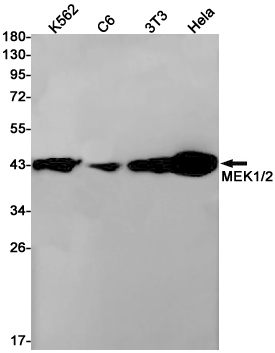 MEK1/2 (YD19871) Rabbit mAb