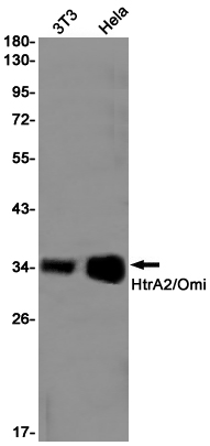 AYD11652