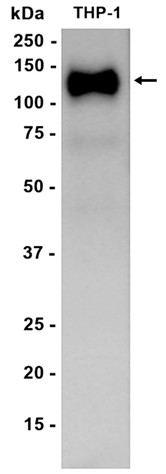 AYD15344