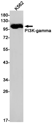 AYD14641