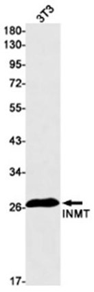 AYD12528
