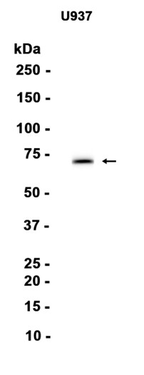 AYD15644