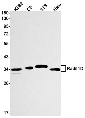 AYD14700