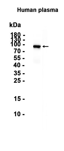 AYD14743