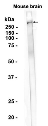 AYD12944
