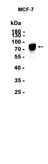 AYD16068