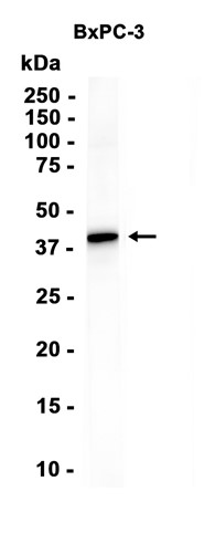 WNT7A (YD34852) Rabbit mAb