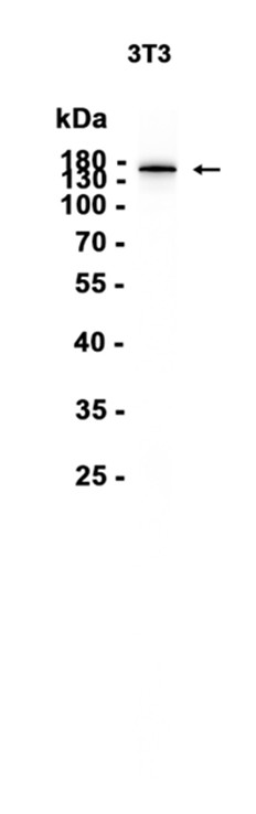 AYD15322
