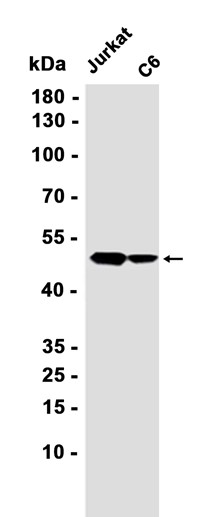 Cyclin A2 (YD11377) Rabbit mAb