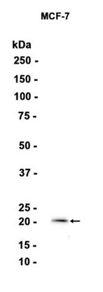 AYD14627
