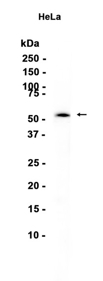 AYD15922