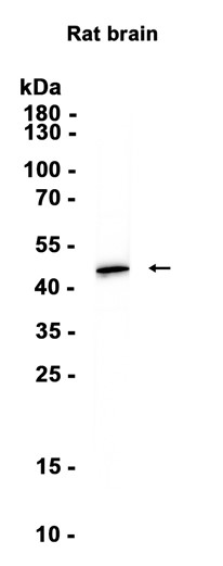 AYD13730