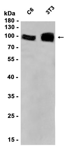 AYD11639