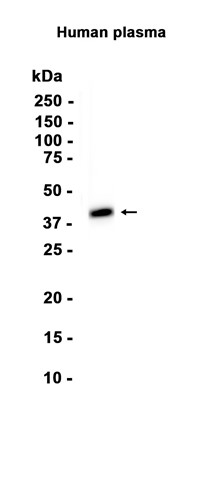 AYD13548