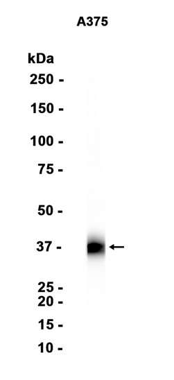 AYD15876