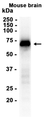 AYD11426