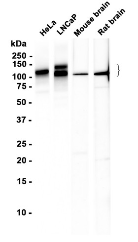 AYD13172