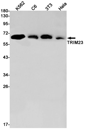 AYD11179