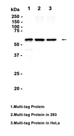 VSV-G Tag (YD15248) Rabbit mAb