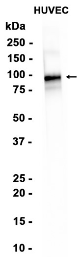 AYD13686