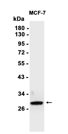 Caspase-14 (YD32348) Rabbit mAb