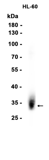 AYD16156