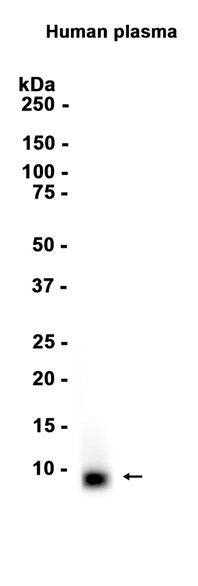 AYD14676