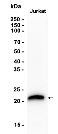 CD3 (YD34068) Rabbit mAb