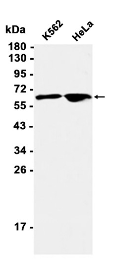 AYD12037