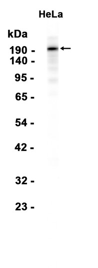 AYD15891
