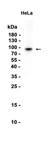 AYD12486