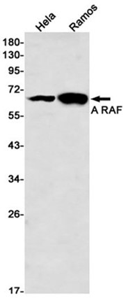 AYD11447