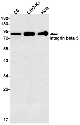 Integrin beta 5 (YD15300) Rabbit mAb