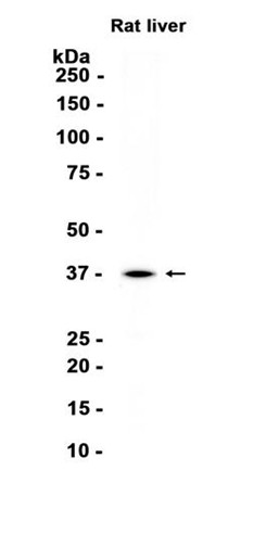 AYD14816