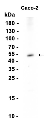 AYD14183