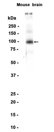 AYD13137
