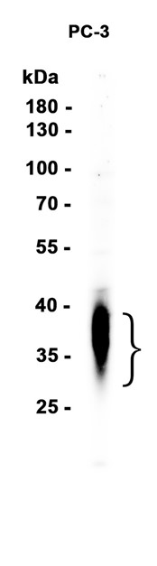AYD15512