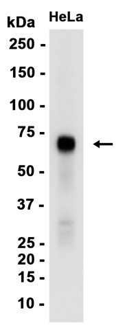 AYD11207