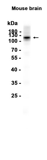 AYD13533