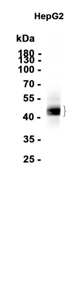 AYD12350