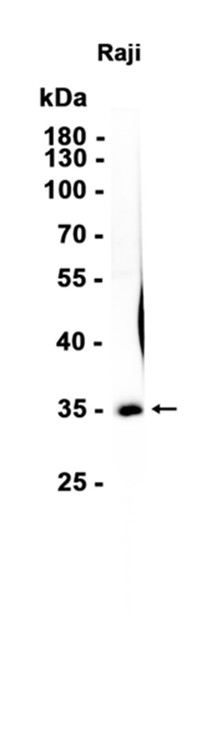 AYD15802