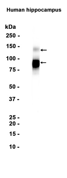 AYD15596