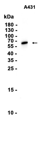 AYD16032