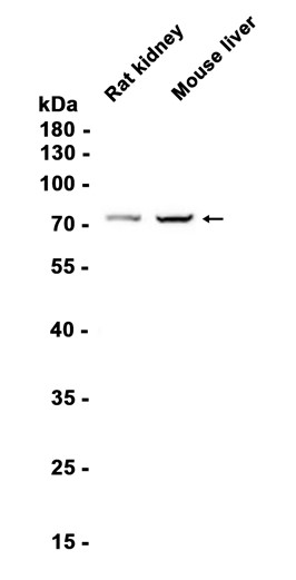 AYD15066